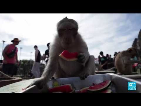Thailand offers banquet for monkeys to boost tourists