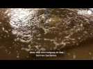 VIDEO. Lisaqua élève des gambas dans une ferme aquacole de Saint-Herblain