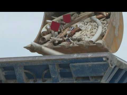 Nearly two tons of ivory destroyed by NGOs in France