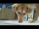 Dog painters get creative to save UK rescue centre