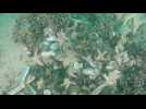 Belgique : un récif de moules pour lutter contre l'érosion côtière