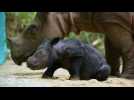 Indonésie: naissance d'un rhinocéros de Sumatra, espèce menacée d'extinction
