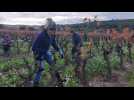 40e concours de taille de vigne à Bizanet dans l'Aude