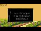 Le champagne et la vinification biologique