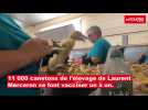 VIDÉO. 13 élevages vaccinés contre la grippe aviaire en Deux-Sèvres