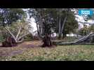 VIDEO. Tempête Ciaran : à Saint-Nazaire et Pornichet, les arbres ont payé le prix fort