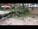 VIDÉO. Tempête Ciaran : au Mans, un arbre déraciné par le vent tombe aux Quinconces