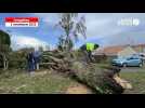VIDEO. La tempête Ciaran a causé des dégâts à La Croix-Moriceau, à La Haye-Fouassière, près de Nantes