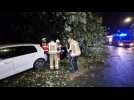 Tempête Ciaran: un arbre tombe sur trois voitures à Montignies-sur-Sambre