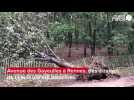 VIDÉO. Des dizaines d'arbres déracinés à Rennes après le passage de la tempête Ciaran