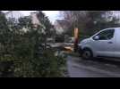 VIDÉO. Tempête Ciaran : un arbre éventré sur la route paralyse la circulation entre Brec'h et Auray