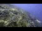 Deux nouveaux récifs de coraux découverts aux Galapagos