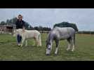 Un élevage de chevaux miniature proche de Rouen