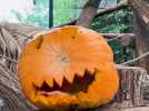 A Pairi Daiza, les animaux aussi fêtent Halloween