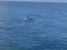 Une orque mâle aperçue par des pêcheurs boulonnais au large de Calais
