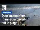 Des mammifères marins morts s'échouent sur la plage des dunes de la Slack