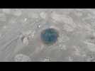 Des méduses bleues s'échouent sur la plage d'Équihen-Plage