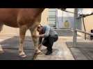 VIDÉO. A Falaise, la clinique Stockwell reconnue à l'international pour ses opérations de chevaux