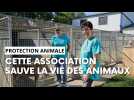 Cette association sauve la vie des animaux