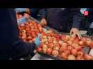 Buratti : producteurs de pommes à Montauban depuis 1981