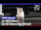 Qui est Larry the Cat, le chat du 10 Downing Street ?