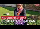 Cueillette du safran à La Neuville-lès-Bray