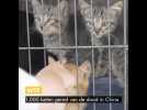 1.000 katten gered van de dood in China