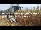 VIDEO. Au coeur des moissons de maïs grain dans le Finistère