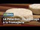Pélardon : À la découverte des secrets de fabrication du petit fromage de chèvre AOP des Cévennes