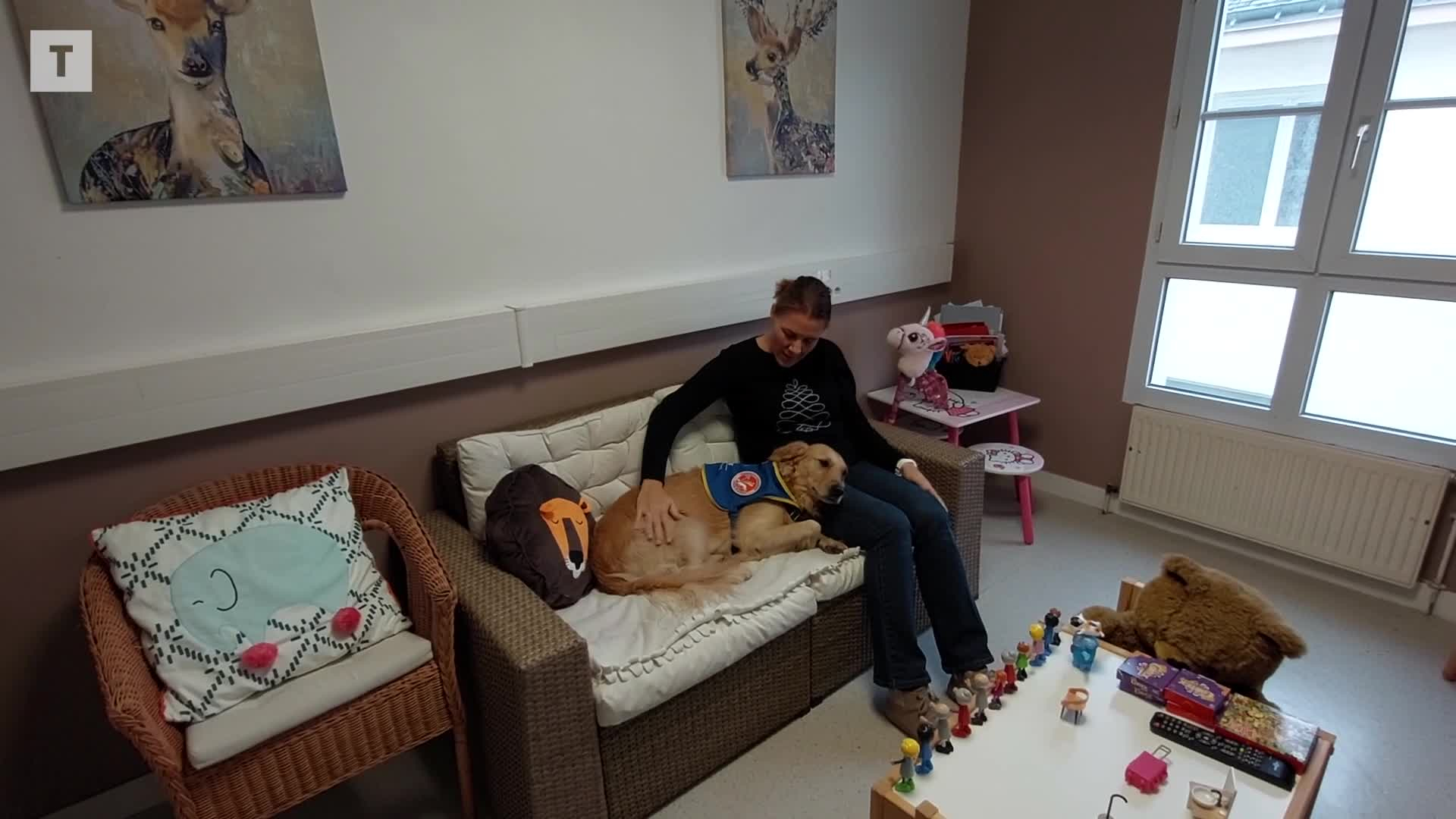 « Pouvoir le caresser apaise » : en un an, le chien Rumba a rassuré 102 enfants entendus par les gendarmes de Vannes [Vidéo]