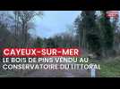 Cayeux-sur-Mer a vendu son bois de pins au Conservatoire du littoral