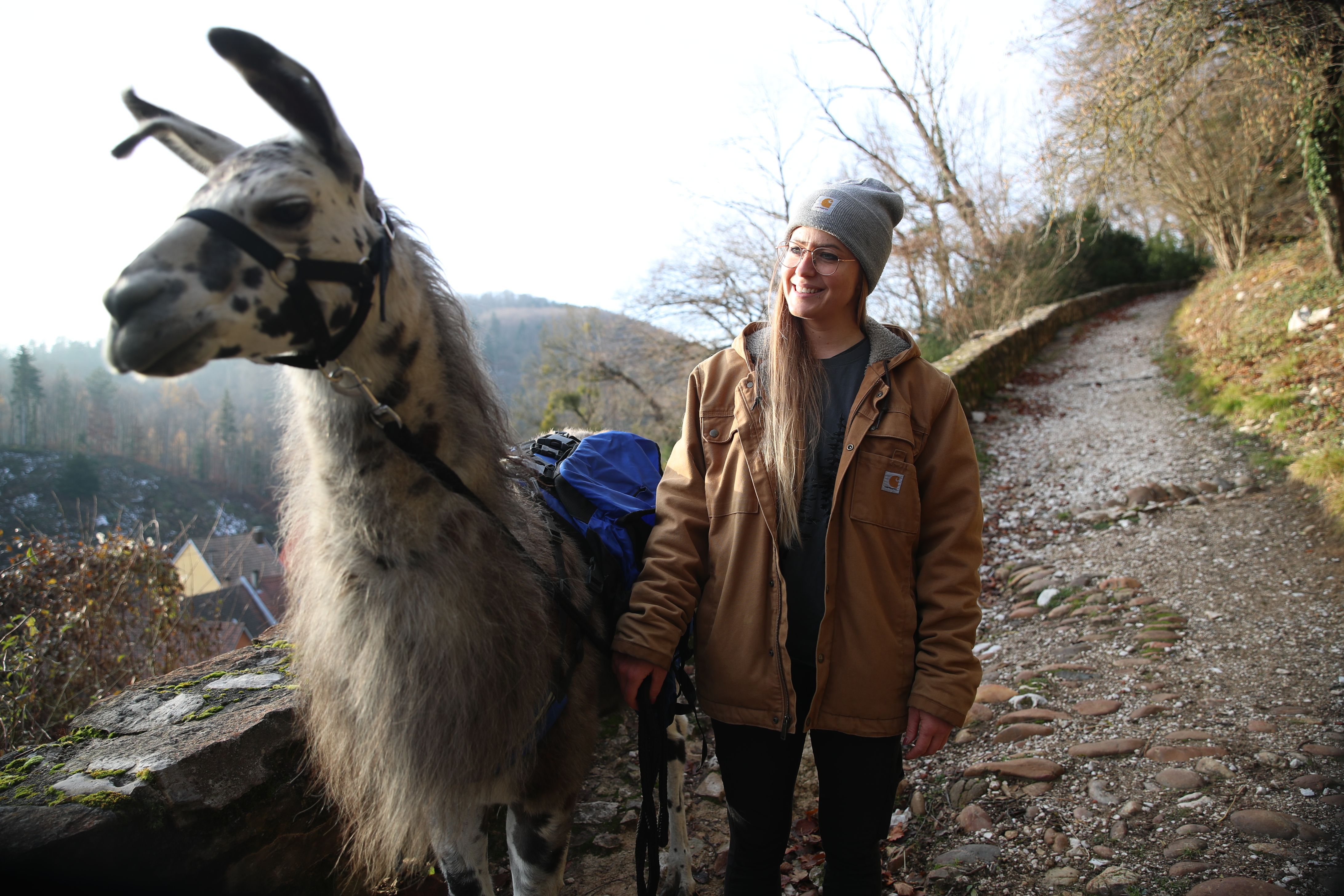 Un lama errant dans le Haut-Rhin retrouvé sain et sauf par ses  propriétaires - France Bleu