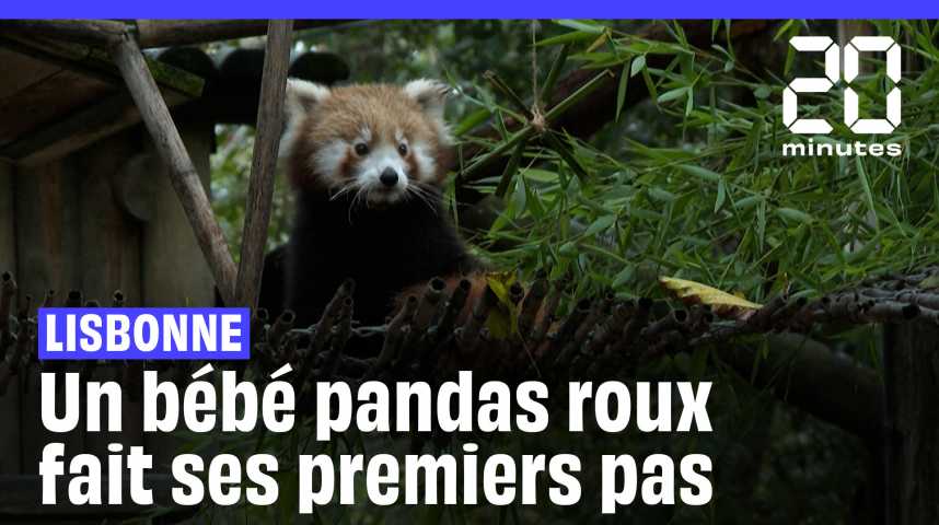 Portugal: Un bébé panda roux vole la vedette aux autres locataires du zoo  de Lisbonne - Le Matin