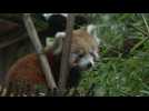Au zoo de Lisbonne, bébé panda roux fait ses premiers pas