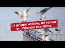La grippe aviaire revient en Picardie maritime