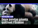 Royaume-Uni : Après 12 ans, deux pandas géants quittent l'Ecosse pour retourner en Chine