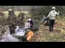 Sauvetage des saules têtards au marais de Fenain