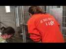Une cinquantaine de chihuahas était à adopter au refuge de Compiègne