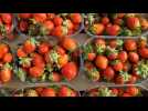 De la ferme à la fête (4/6) : La culture des fraises à Glisolles