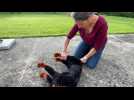 Crochte : Stéphanie donne des formations de secours animalier