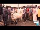 Mali : les groupes jihadistes pillent le bétail des éleveurs