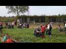 Des élèves des écoles de Flavy-le-Martel ont participé à la récolte de haricots verts