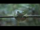 VIDEO. Cette grenouille se transforme en crotte pour échapper à ses prédateurs