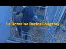 De la ferme à la fête (5/6) : Le Domaine Duclos Fougeray