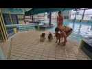 Le Neubourg : les chiens étaient à la fête à la piscine du Haut Phare