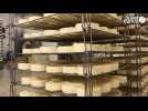 VIDÉO. Chaque jour, elle fabrique 15 000 camemberts : plongée dans la fromagerie Réo, dans la Manche