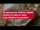 VIDÉO. De nouveaux lots d'huîtres rappelés partout en France en raison d'une infection à un noroviru