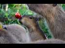 VIDÉO. Au zoo de La Flèche, dans la Sarthe, les animaux aussi fêtent Noël