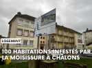 Des logements rongés par la moisissure à Châlons-en-Champagne