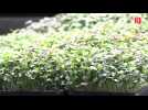 Neopouss, une ferme urbaine qui cultive des micro-pousses